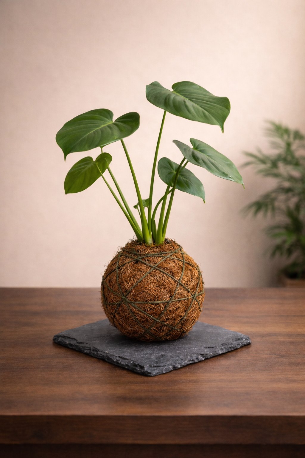 Kokedama Ficus